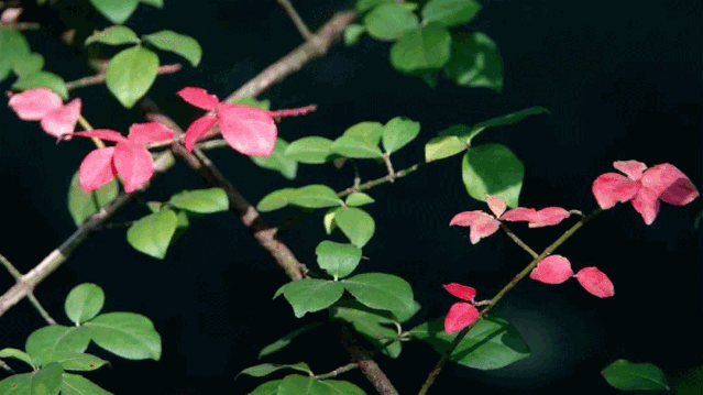 世纪公园"精灵派对"等您来!