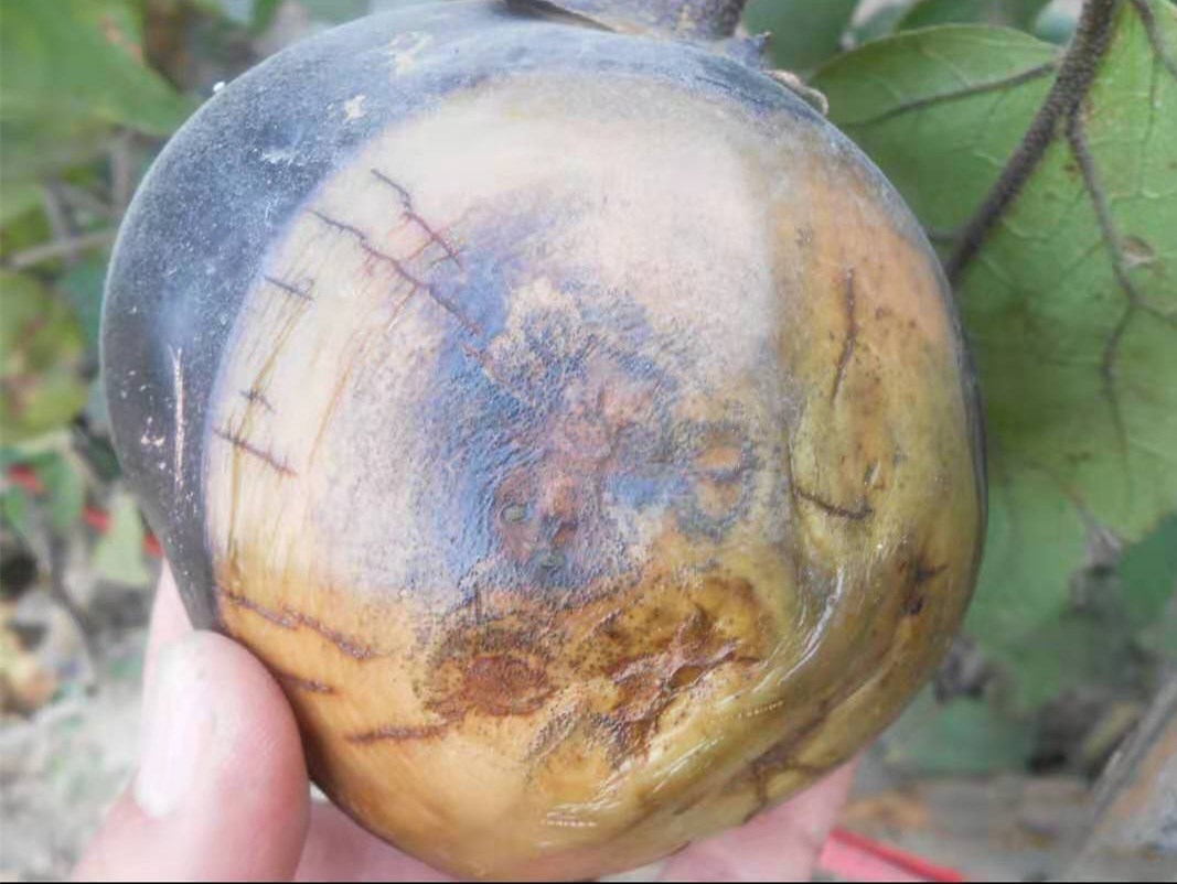 茄子烂果的原因及防止措施