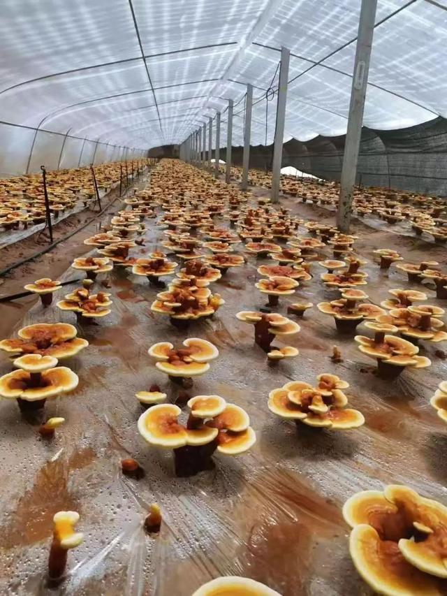 大连这批灵芝卖了1.5亿!你可不能小瞧了这家企业 农光互补双收益_大棚