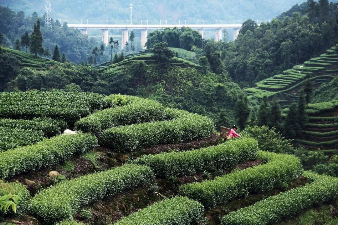 世界最美茶鄉雅安市名山區攝影作品展在成都黎日畫廊開展啦