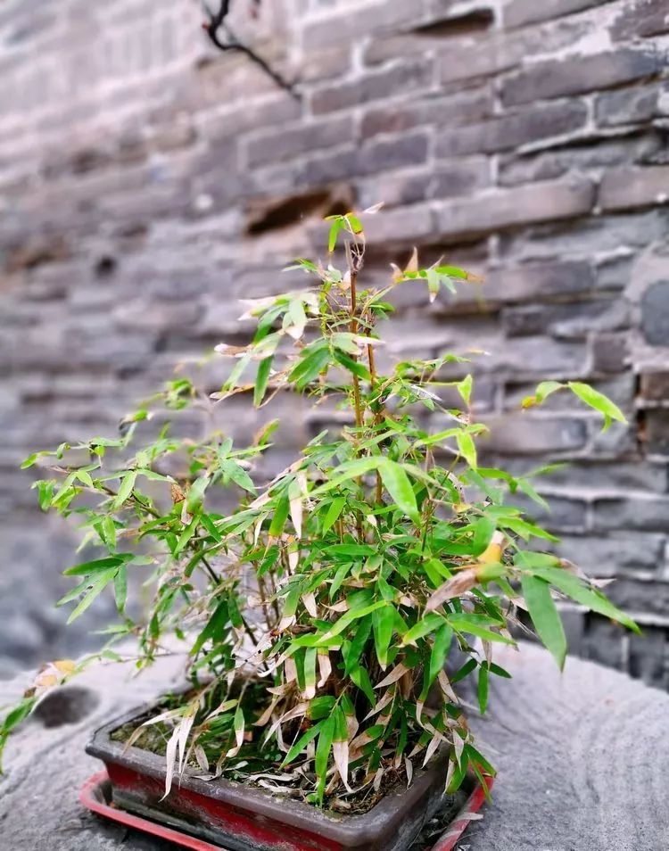 韩城状元府漫随天外云卷舒