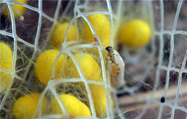 丝绸不用染色了广东蚕桑丝织文化研学基地的杂交蚕结出彩色茧