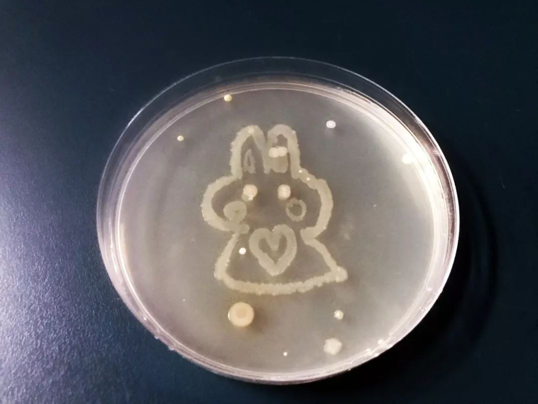 如果不是有图为证,小德至今都不敢相信,我们居然在认真地培养细菌!