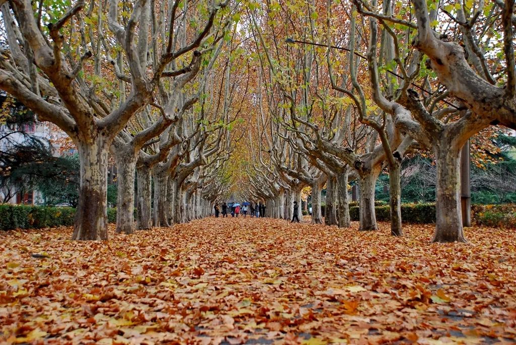 这条高校最美梧桐道,在朋友圈刷屏了_照片