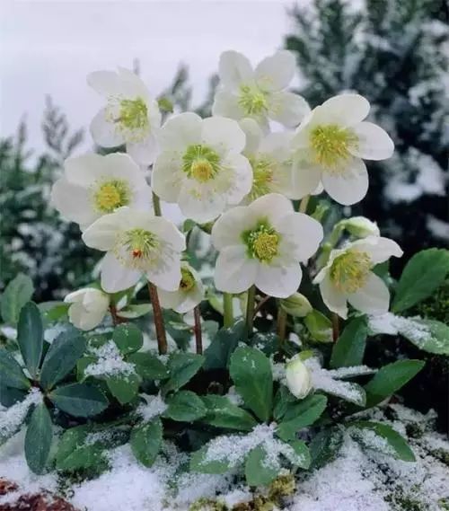 这9种花能在冰天雪地开花超级耐寒非常惊艳