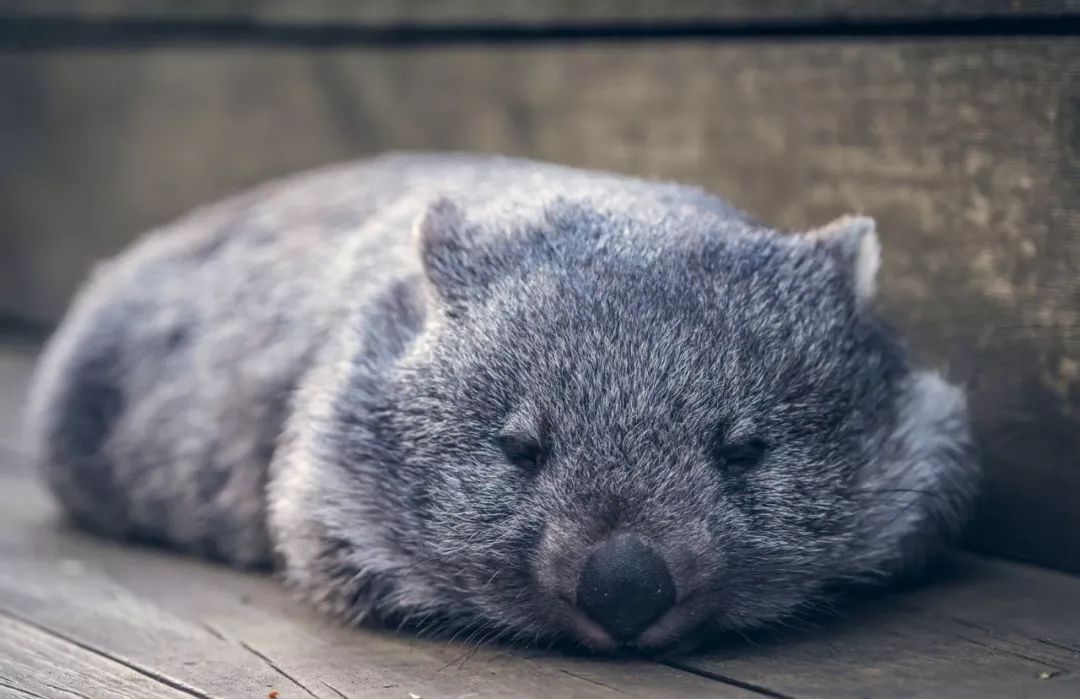 wombat袋熊,koala考拉,kangaroos袋鼠,都非常可爱