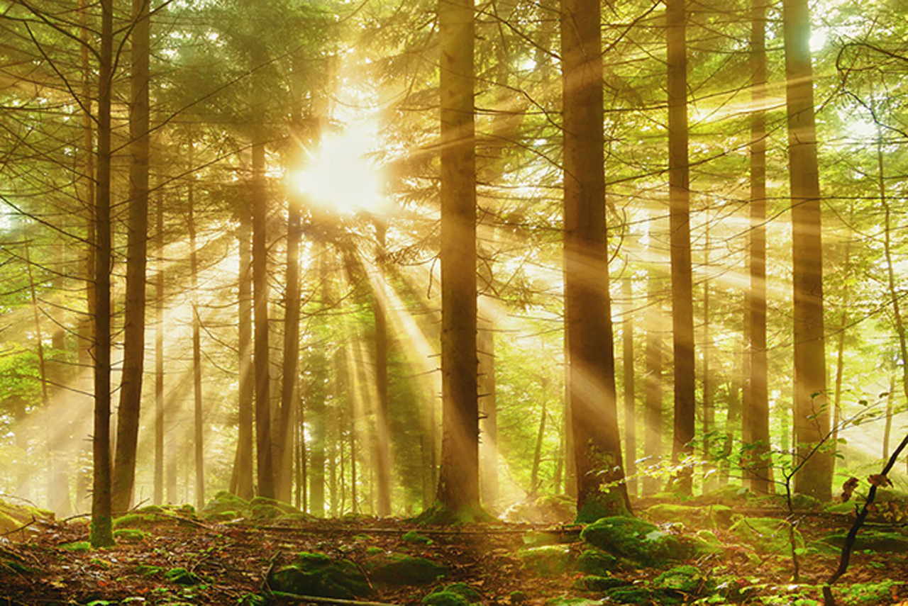 森林康养的发展趋势