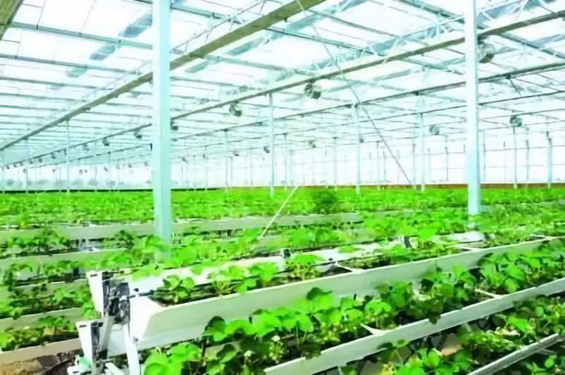 目前,阜阳市有两大产业优势较为明显:大健康,大农业.