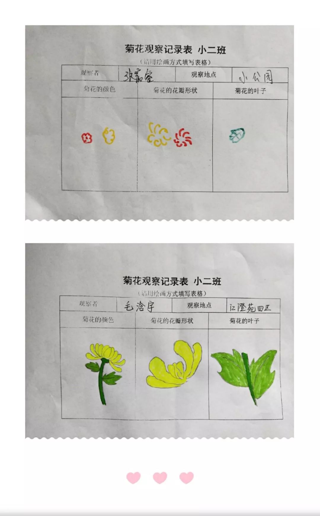 城南办事处中心幼儿园小(2)班学习故事:菊之韵