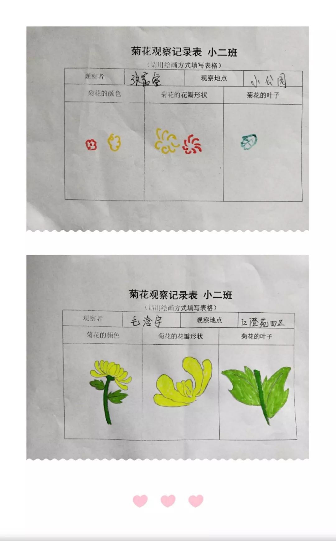 小学三年级菊花记录卡图片