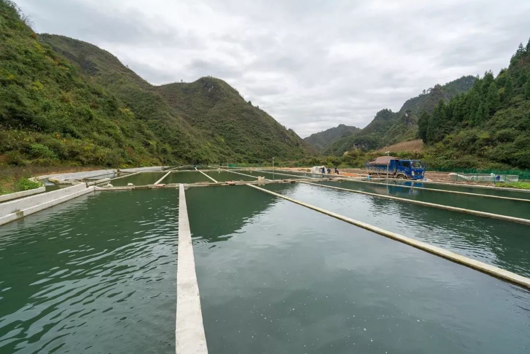 前往黄平县上塘镇乌梅河村春秀冷水鱼生态养殖基地,驱车行驶