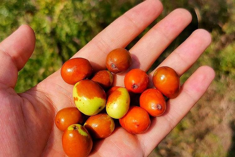 农村一种野果,以前不值钱但无法人工种植,现在果核80元一斤_酸枣