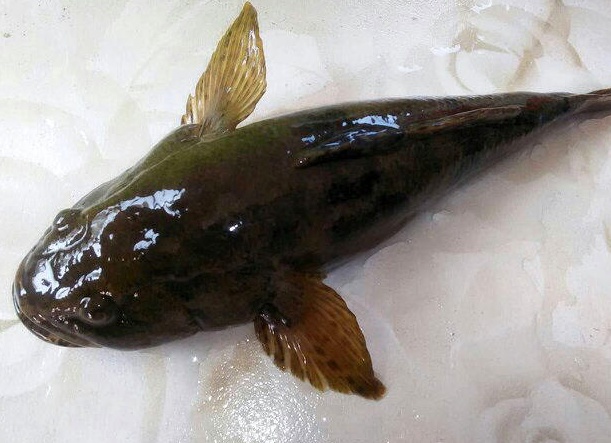 俗称"四不像",过去农村没人吃,捞到后喂鸭子,如今百元一斤