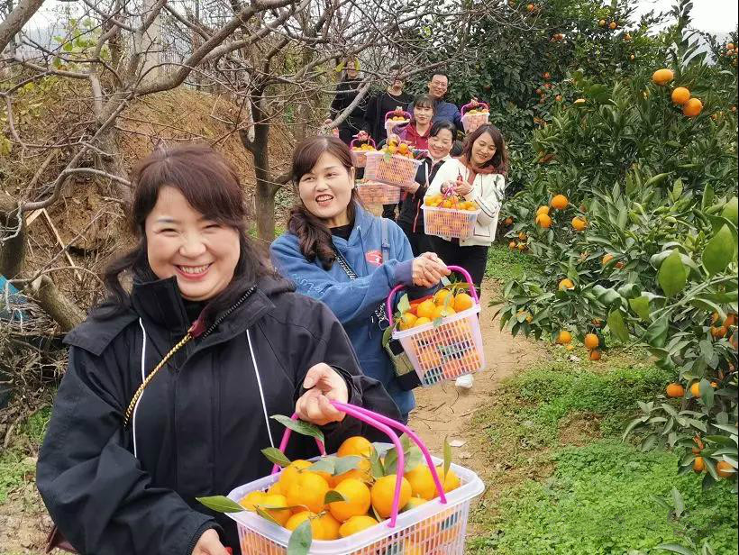 邮储银行汉中市分行组织开展员工登山采摘活动