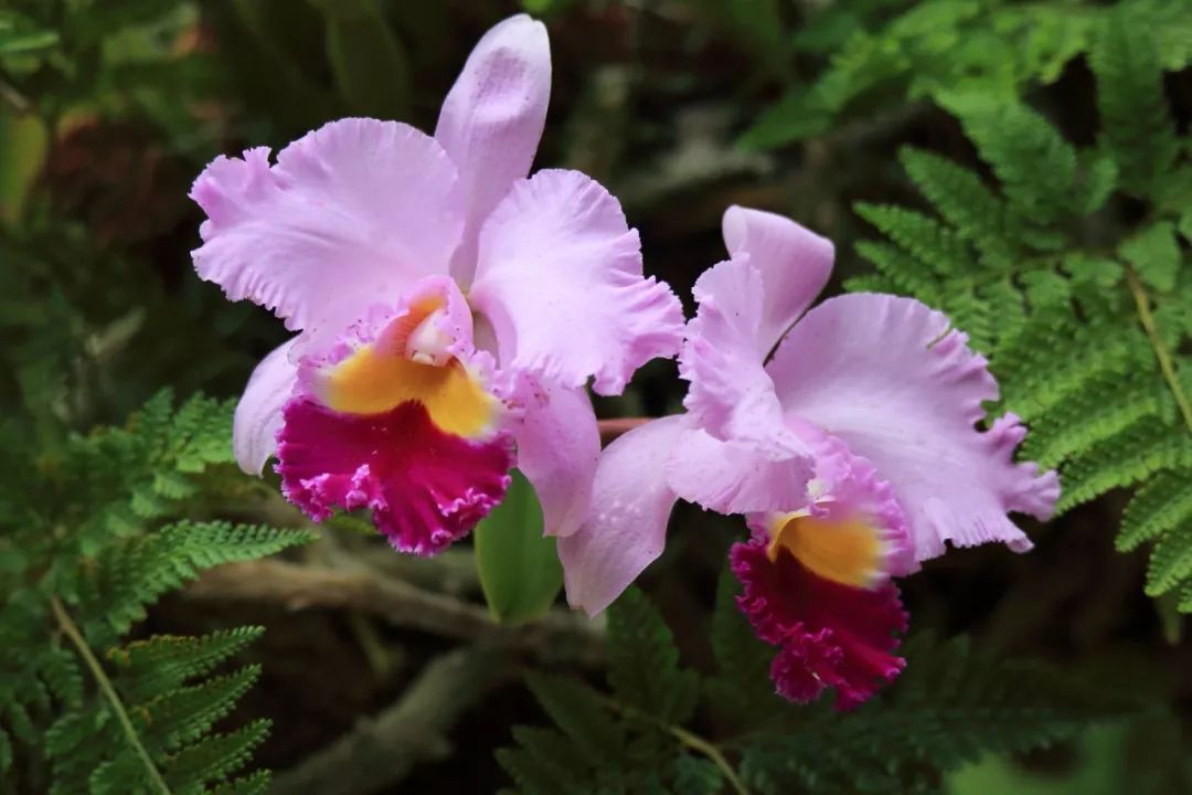 有"洋兰之王"的美誉,是巴西,阿根廷,哥伦比亚等国家的国花.