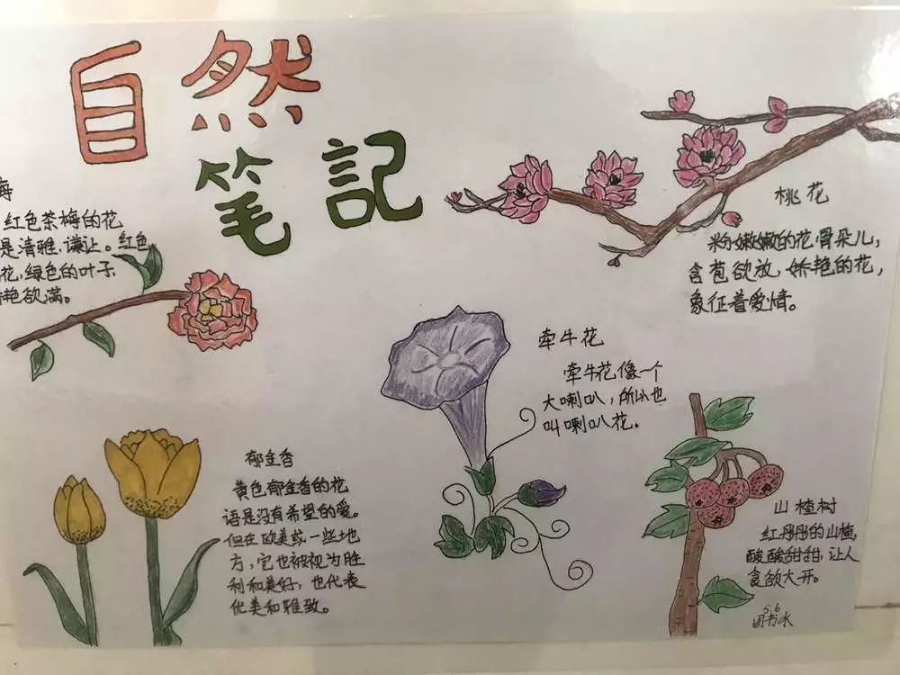 南一小學科技築夢創新成長科技節系列活動之大自然的秘密自然筆記報道