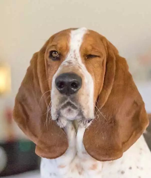 一组可爱的贝塞猎狗照片