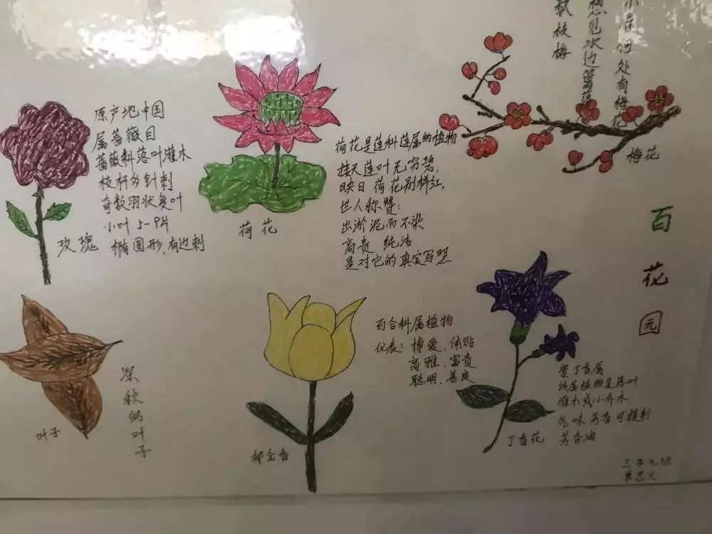 梅花植物记录卡怎么写图片