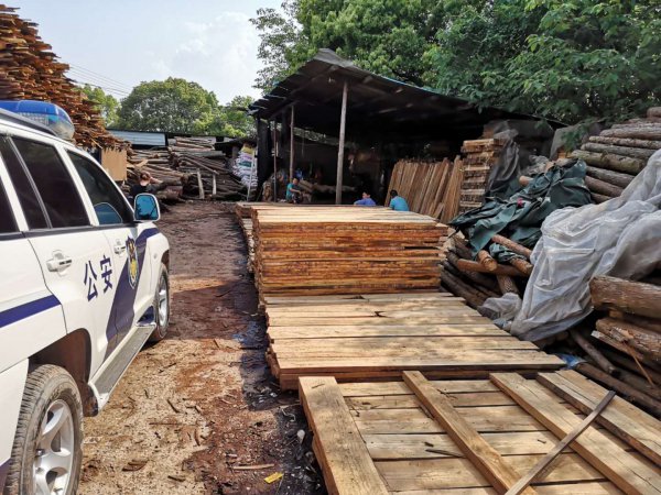 进行设卡拦截,成功将嫌疑货车拦截下来,经查,该车未取得木材运输证,所