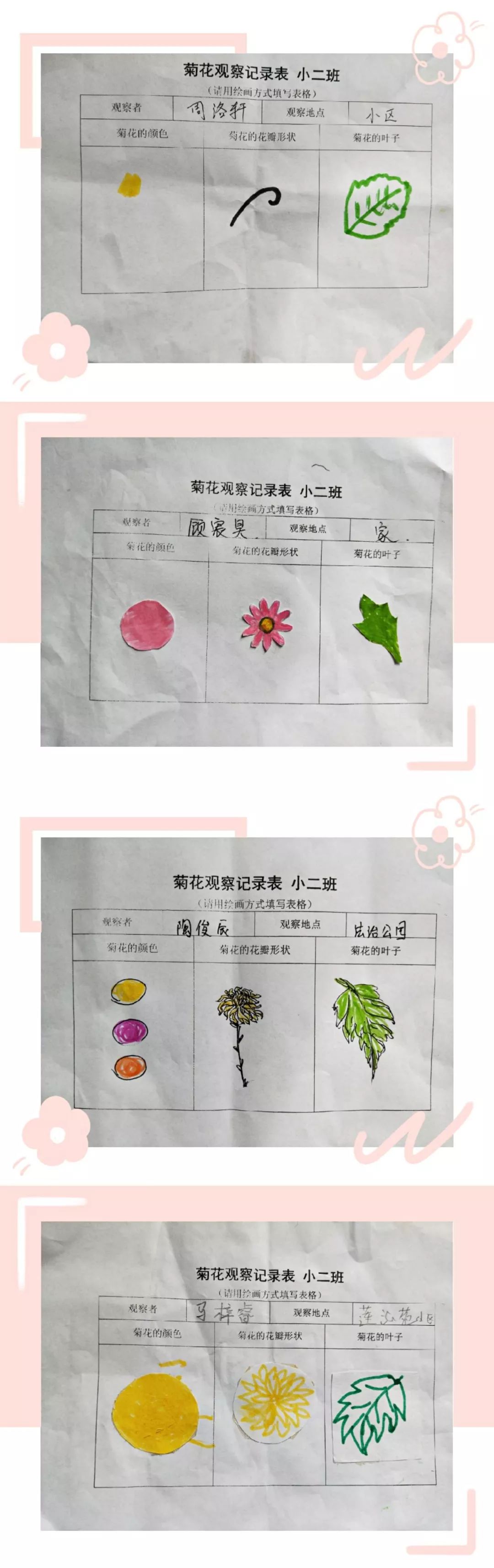 菊花生长记录表图片图片