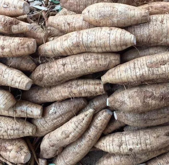 罕见清远市民在围墙里挖出一株巨型粉葛重达百斤比人还高