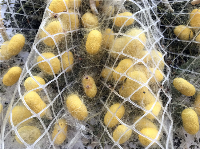 丝绸不用染色了广东蚕桑丝织文化研学基地的杂交蚕结出彩色茧