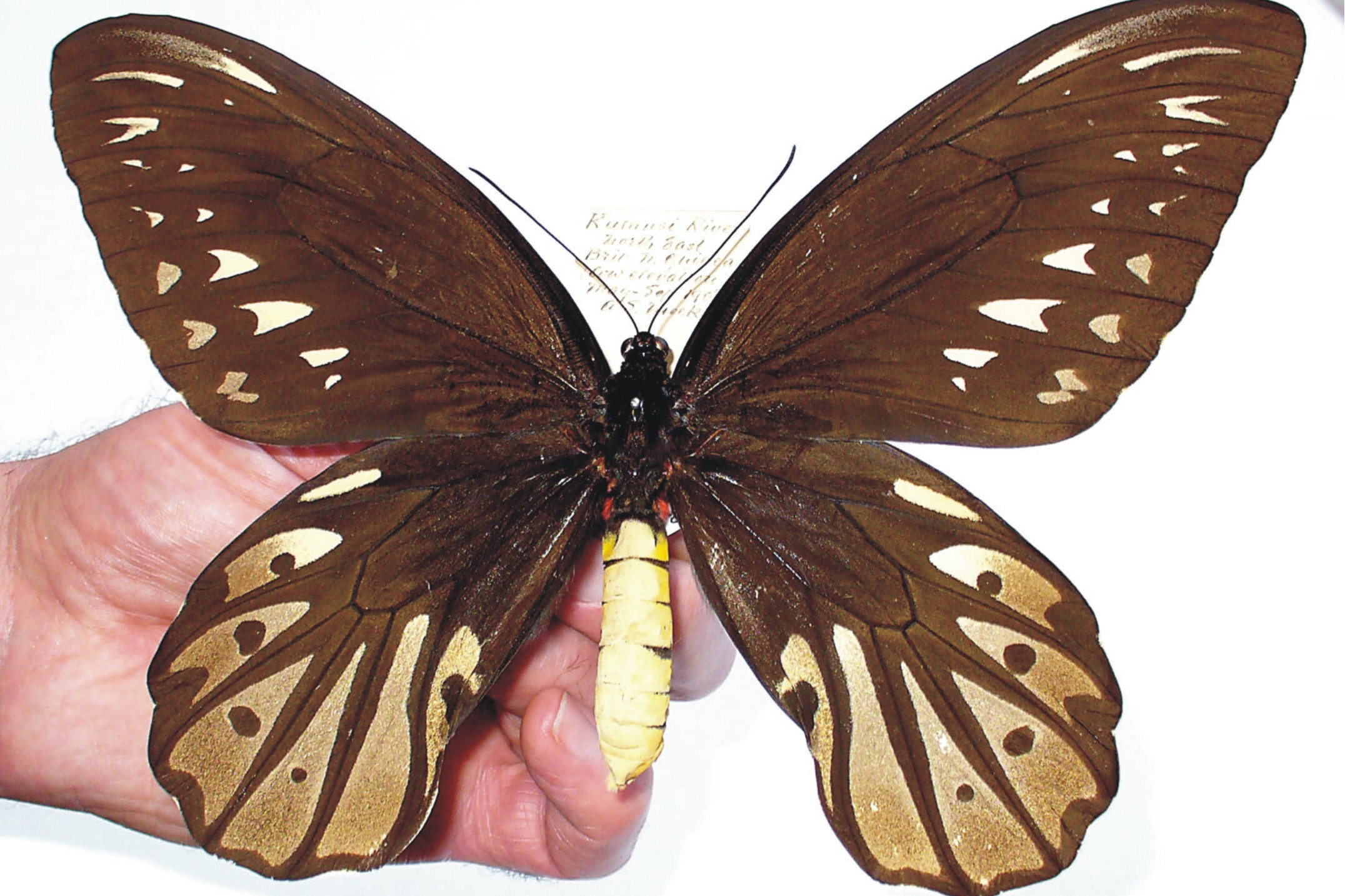 31cm的怦然心动!传奇生物亚历山大鸟翼蝶