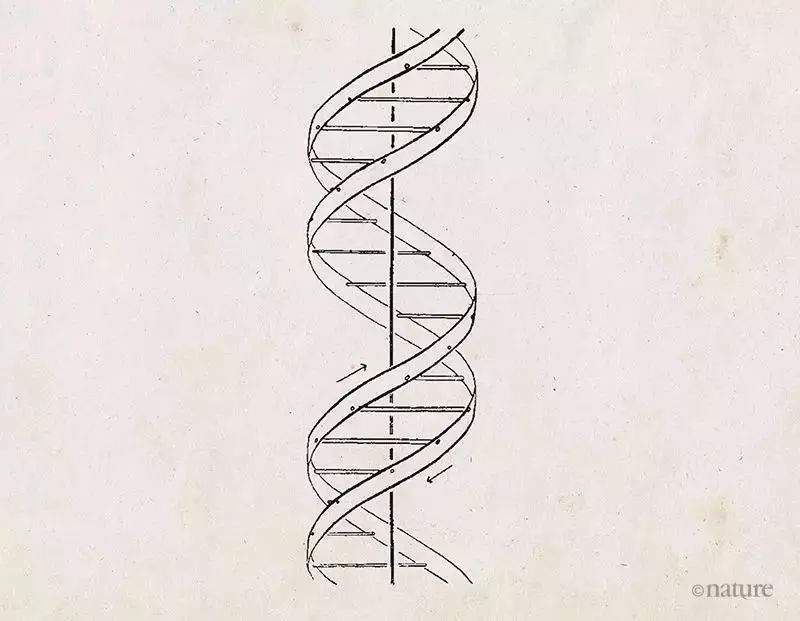 dna双螺旋结构简图手画,d双螺旋简图,d双螺旋简笔画_大山谷图库