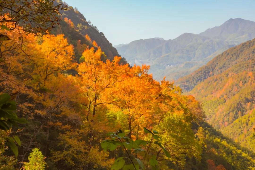 美醉了浙江深秋最美的风景这里的枫叶开始红了