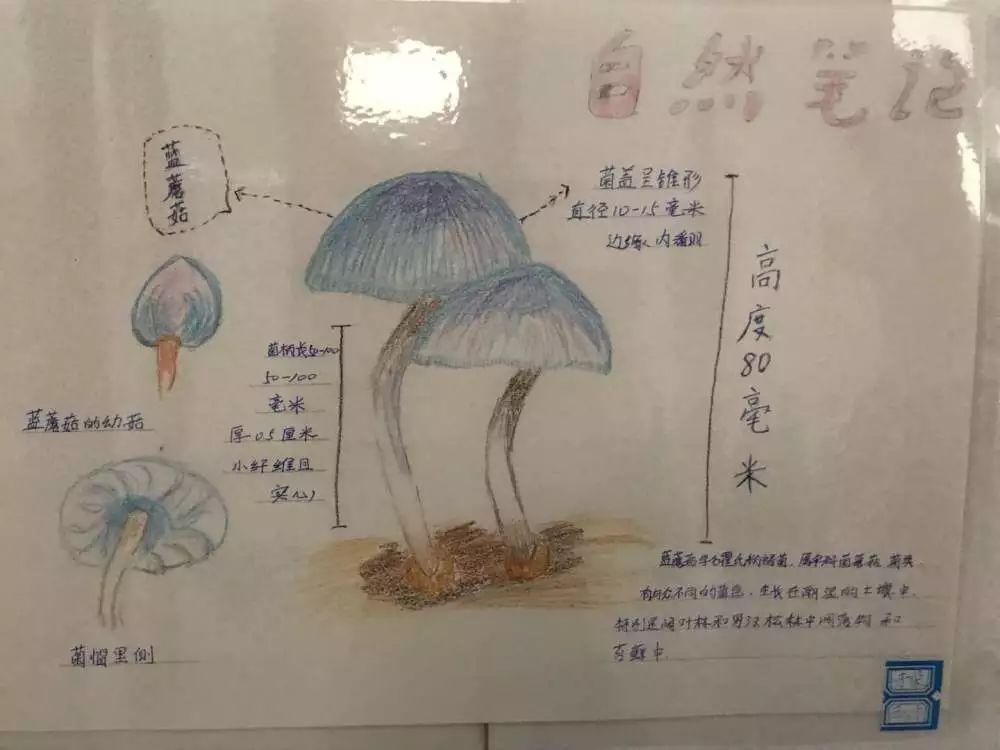 科技节自然笔记厦门图片