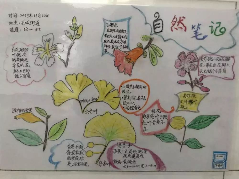 科技节自然笔记厦门图片