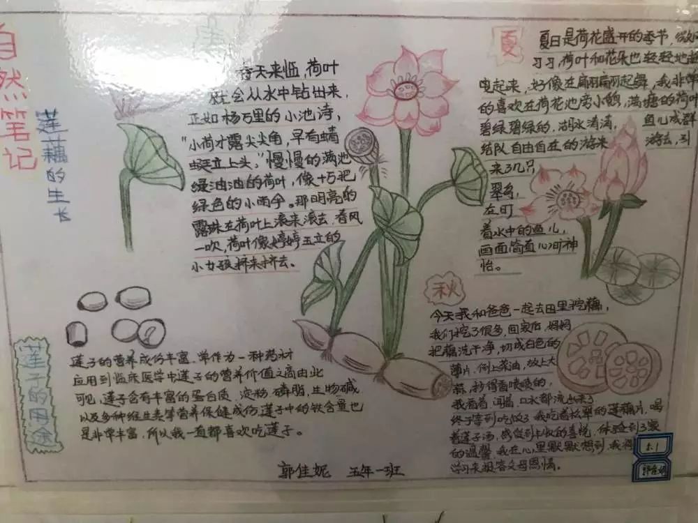 睡莲自然笔记图片