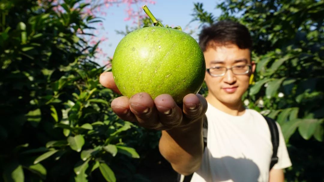 水果中的巧克力墨西哥黑肉柿在民眾鎮可以採摘啦