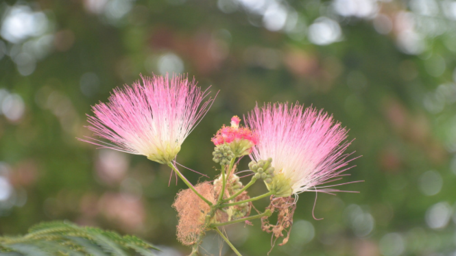 经典史铁生合欢树