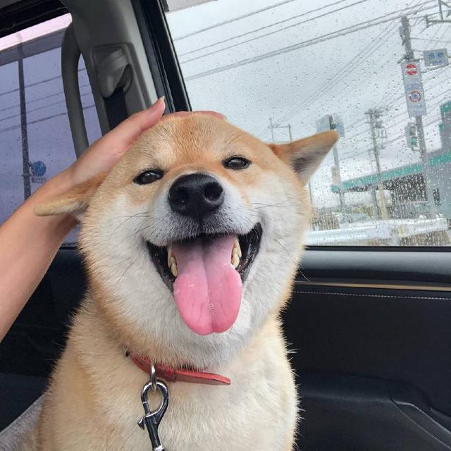 提到柴犬,相信不少人第一时间想到的都是它那眯着眼睛,吐出舌头,嘴角