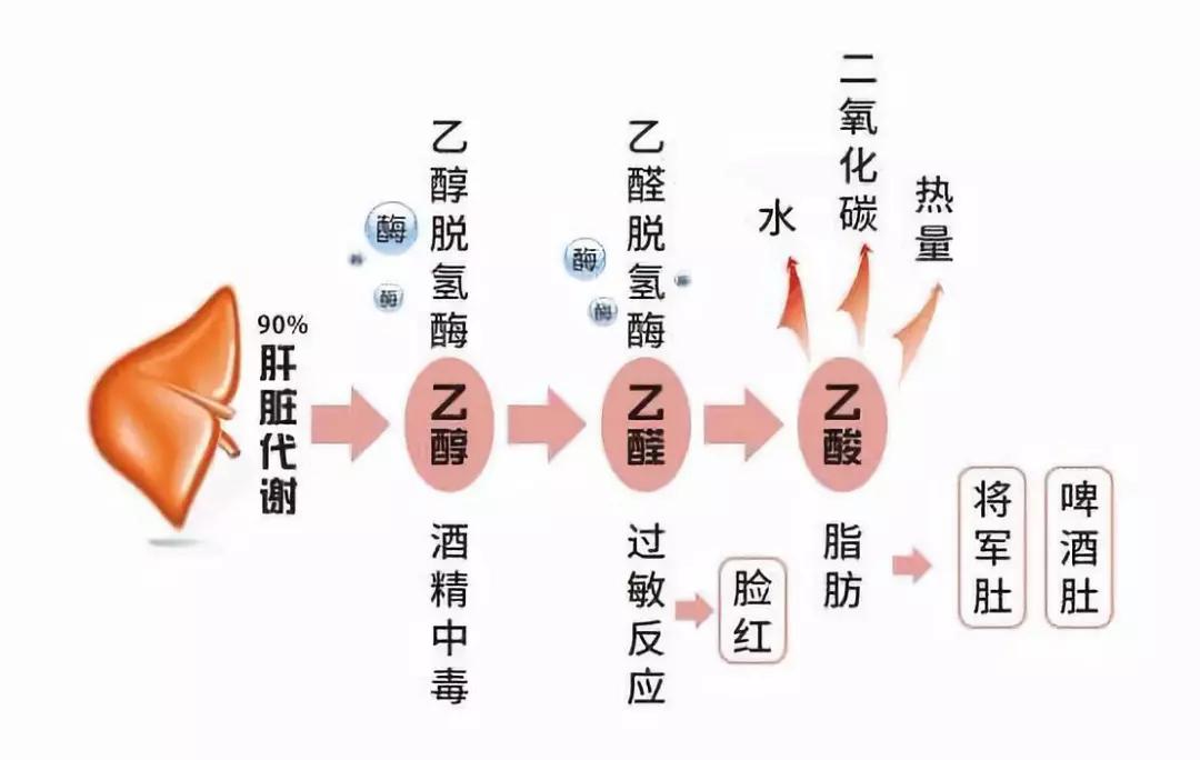 喝完酒之后,酒精在人体内的代谢速度是有限度的,一般每小时仅能代谢10