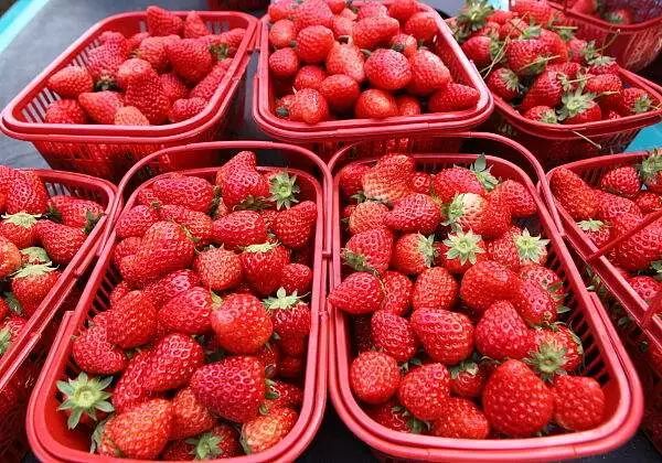 草莓竟然能减肥8个水果的真相让你惊掉下巴