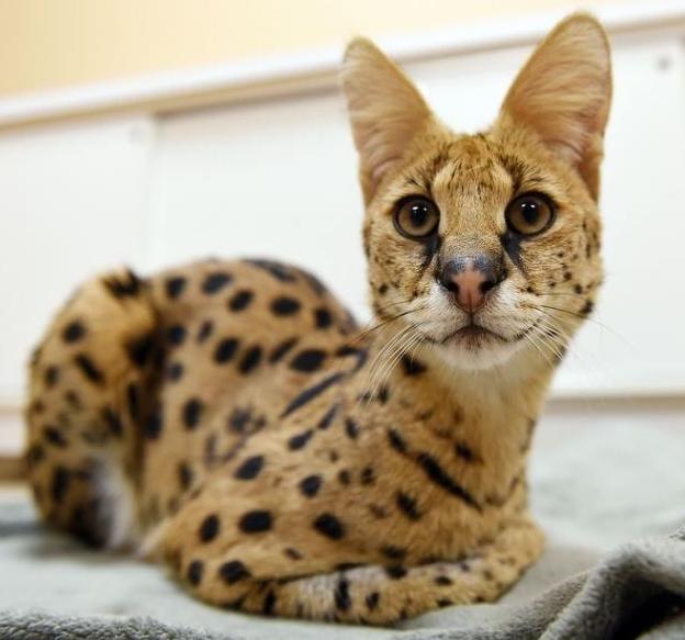 阿瑟拉猫:世界上最昂贵的猫品种之一,俗称迷你豹子