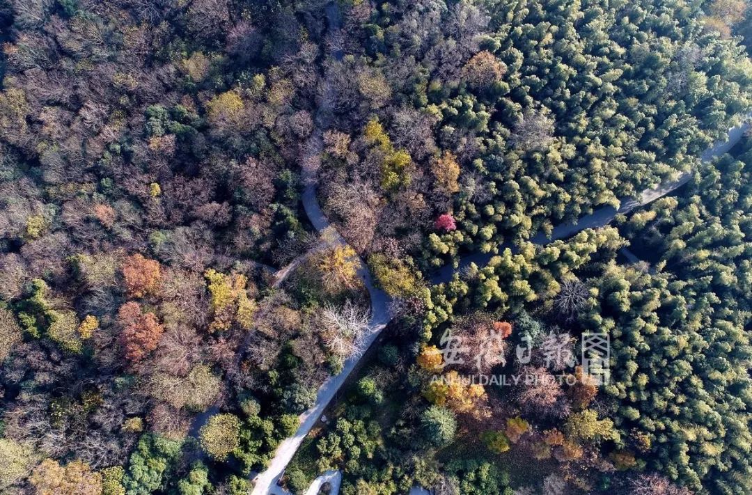 马鞍山这些村入围国家森林乡村候选村!快来看看有没有你们村