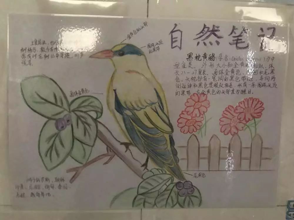 鸟类自然笔记 麻雀图片
