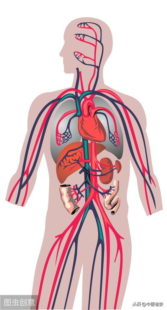 中医脉诊入门知识合集,希望对初学中医的你有点帮助!_血脉