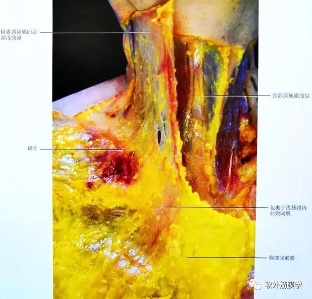 人體的神秘組織淺筋膜