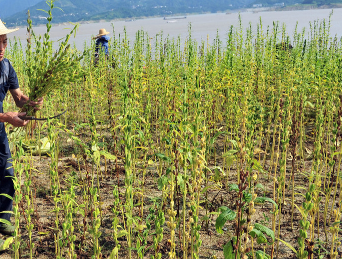 芝麻什么时候播种对于芝麻具体的播种时间和播种量很多人并不清楚