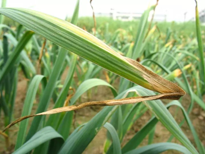 大蒜干尖咋回事