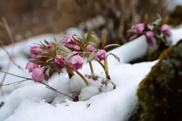 6,冬蔷薇宠派养花大全冬蔷薇,又称圣诞蔷薇,雪玫瑰,是一种毛茛科铁