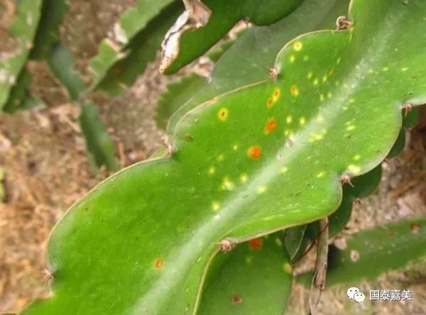 火龙果常见发病部位及防病管理方案!_病害
