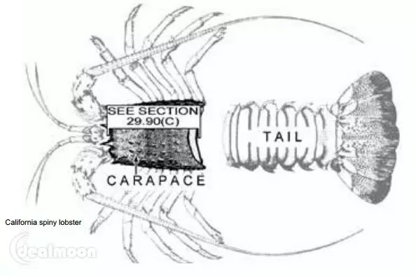 超详细湾区钓海鲜攻略珍宝蟹象拔蚌小龙虾快到碗里来
