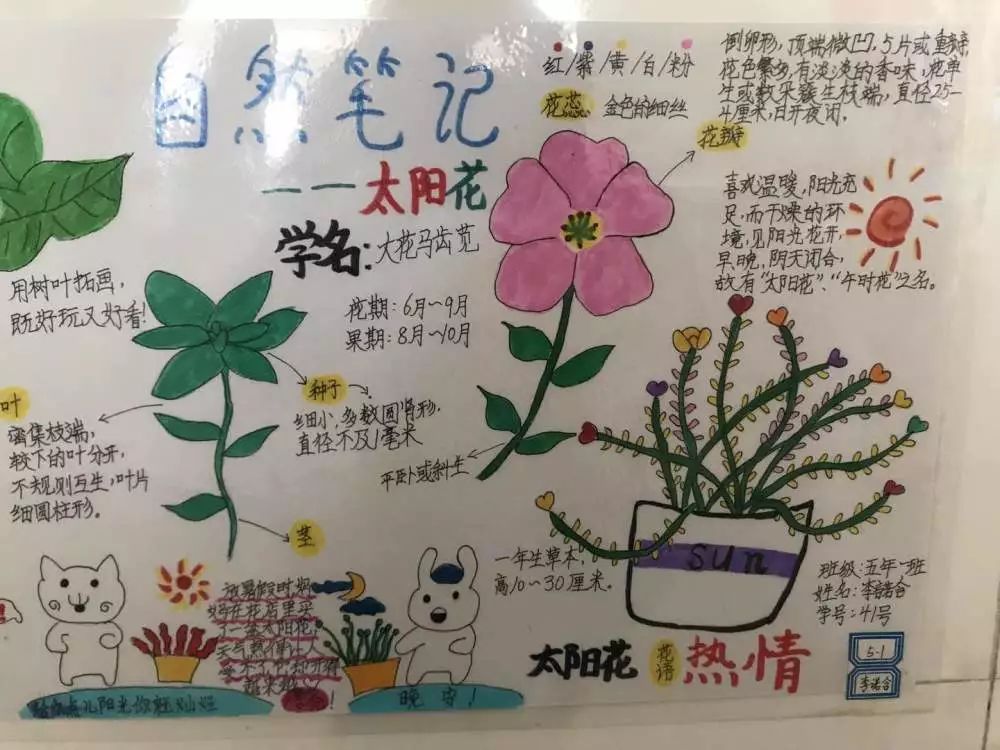 创新成长"——科技节系列活动之"大自然的秘密"自然笔记报道_科学