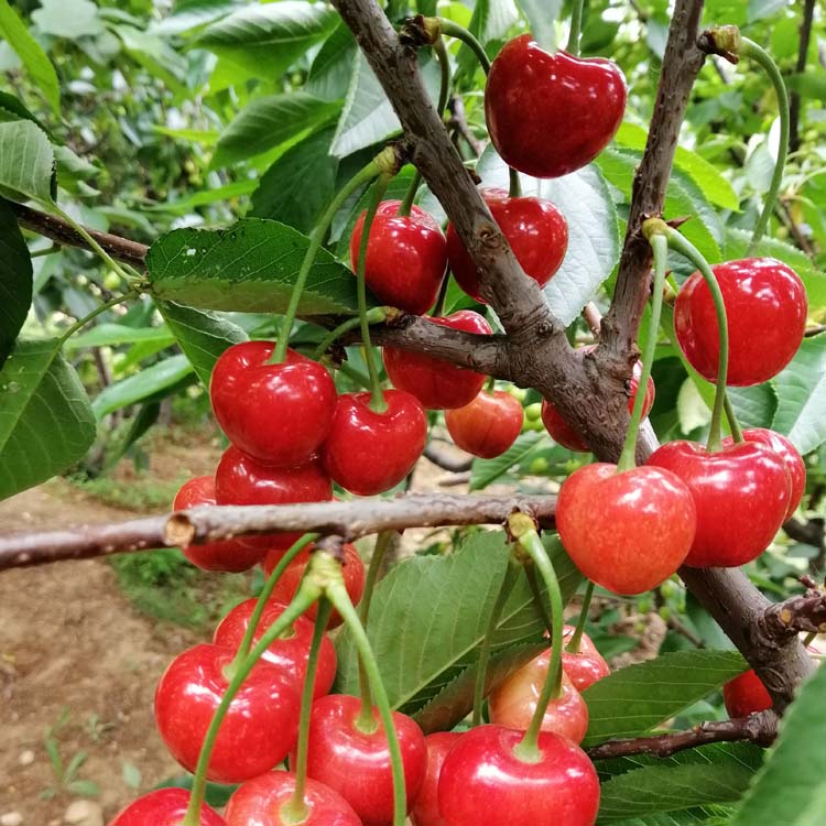 齐早大樱桃苗,鲁樱3号,u2-7,波尔娜对于授粉树如何搭配