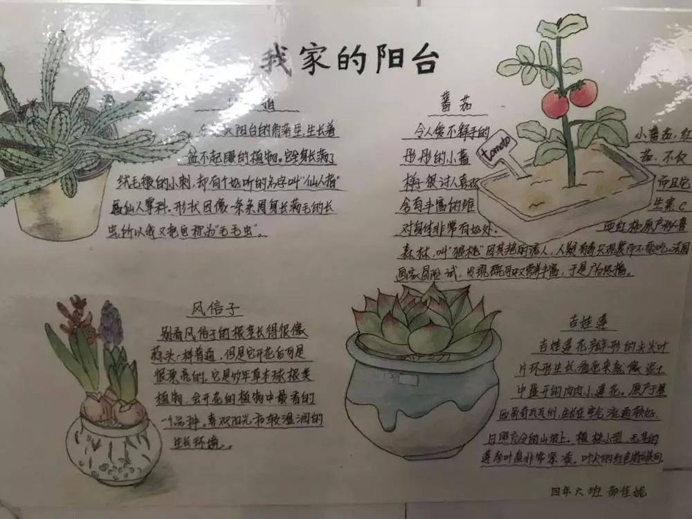 创新成长——科技节系列活动之大自然的秘密自然笔记报道